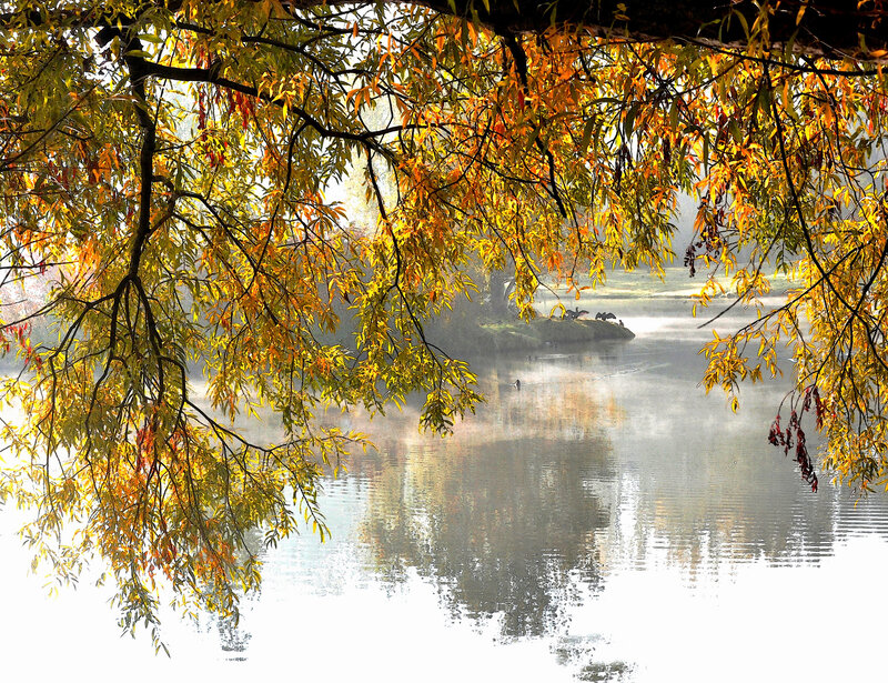 Autumn Leaves over Lake — Yellow, Serene