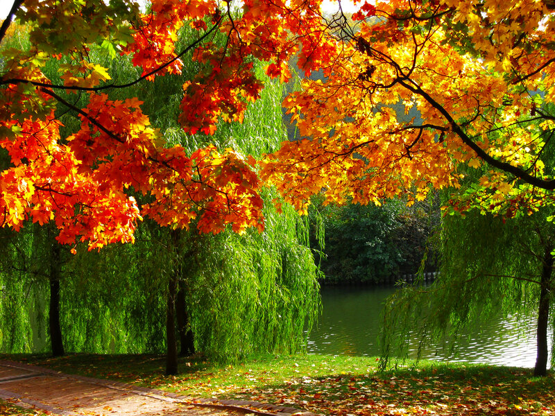 Autumn Leaves over Pond — Orange, Serene