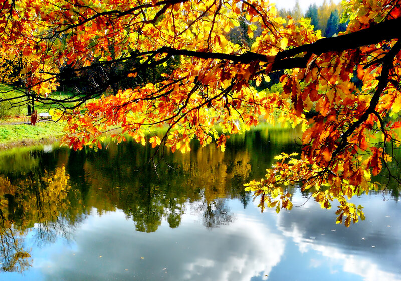 Autumn Leaves over Pond