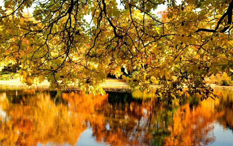 Autumn Leaves over Pond — Yellow