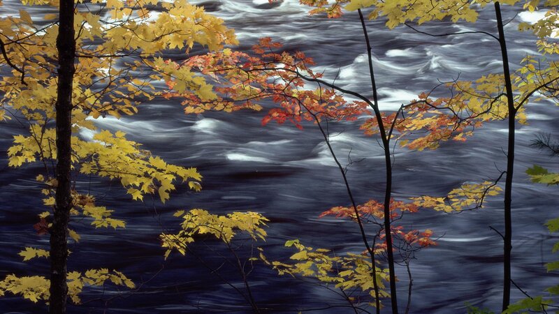 Autumn Leaves over River — Yellow, Serene