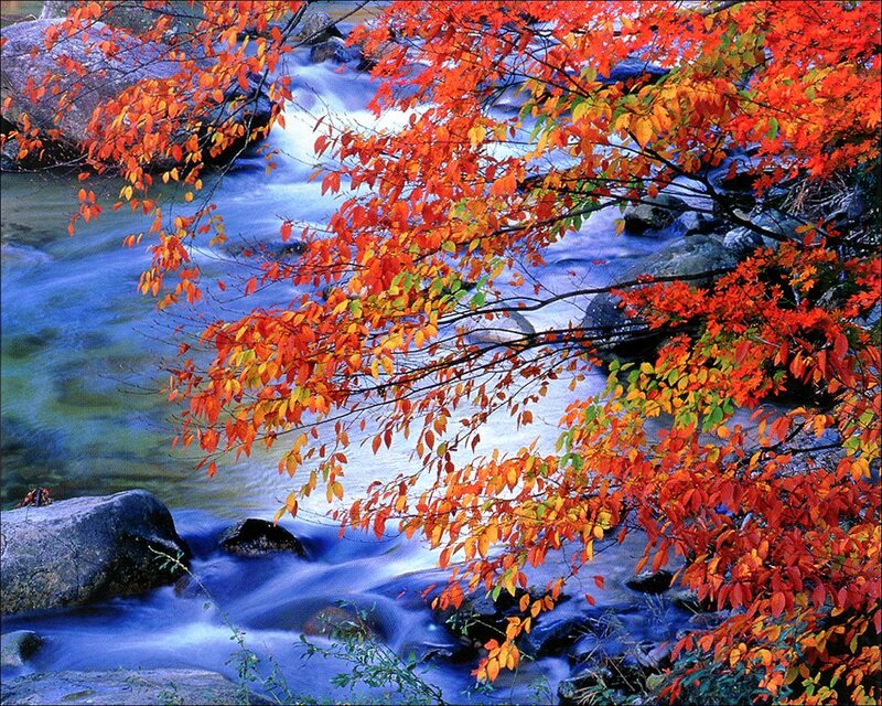 Autumn Leaves over Stream