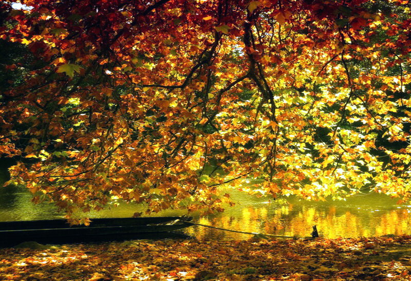 Autumn Leaves over Water — Orange, Serene