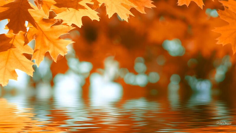 Autumn Leaves over Water — Orange