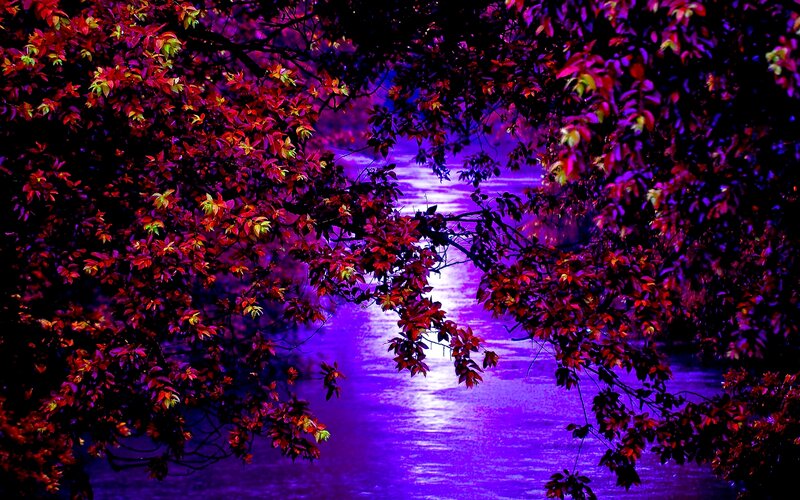 Autumn Leaves over Water — Purple