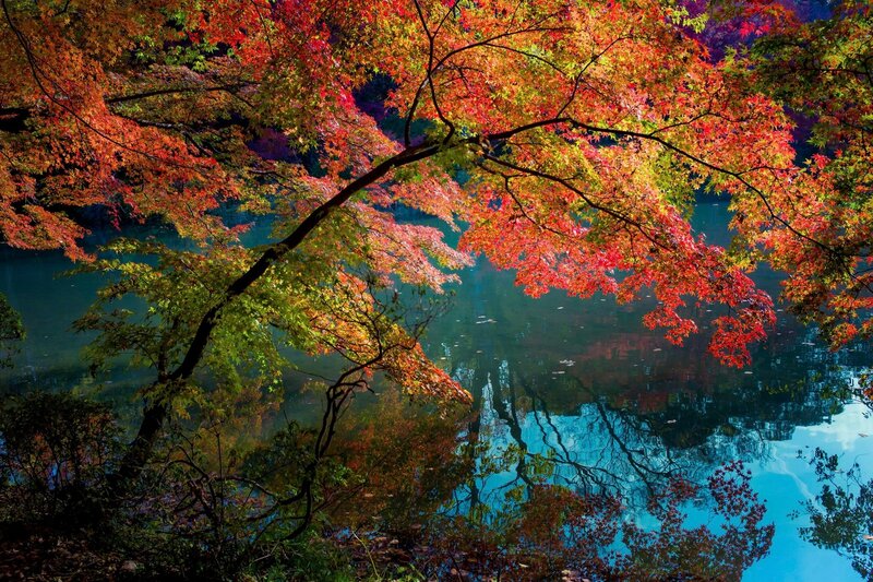 Autumn Leaves over Water — Red, Serene