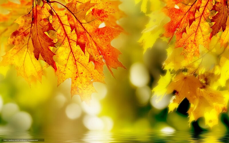 Autumn Leaves over Water — Yellow, Serene, Photograph, Bokeh