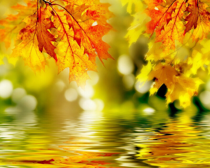 Autumn Leaves over Water — Yellow, Serene, Photograph