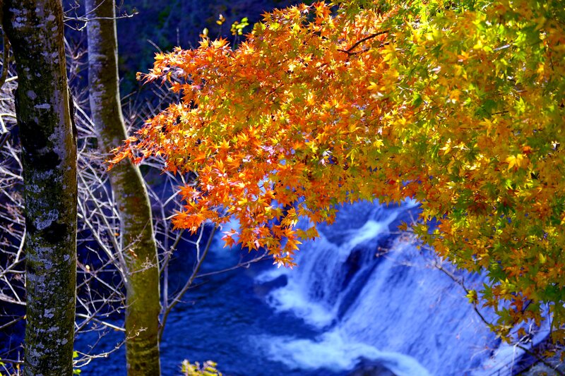 Autumn Leaves over Waterfall — Orange
