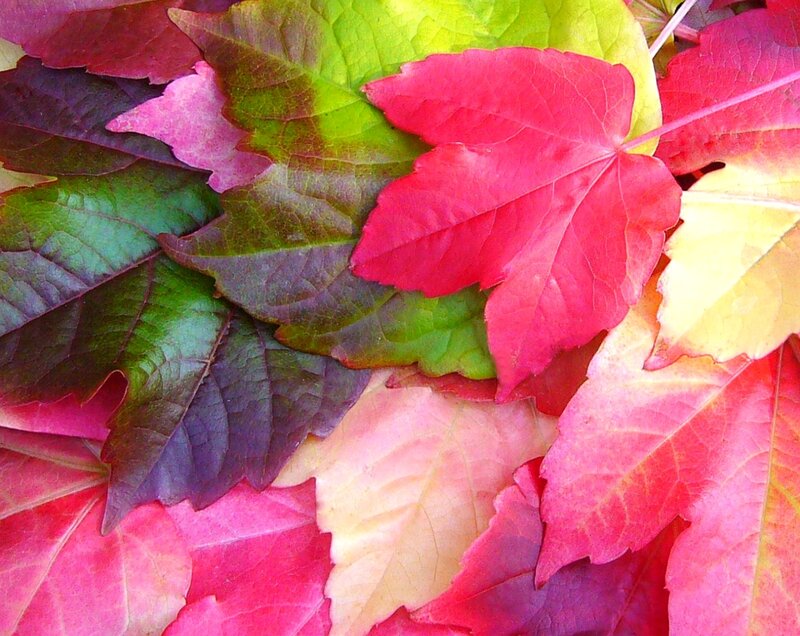 Autumn Leaves — Red
