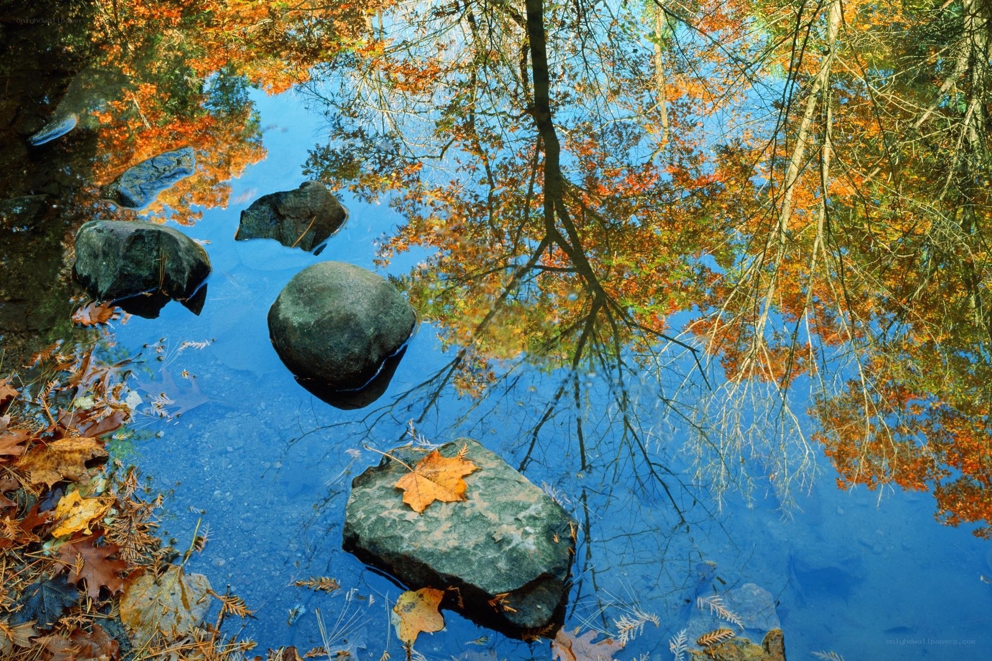 Autumn leaves reflected in a pond