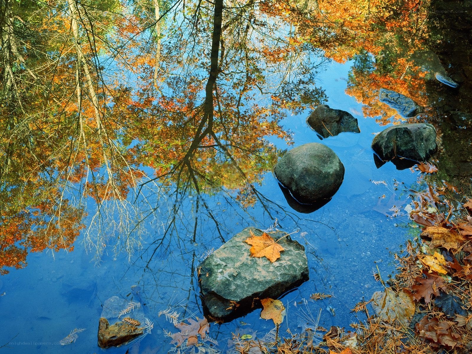Autumn leaves reflected in a pond