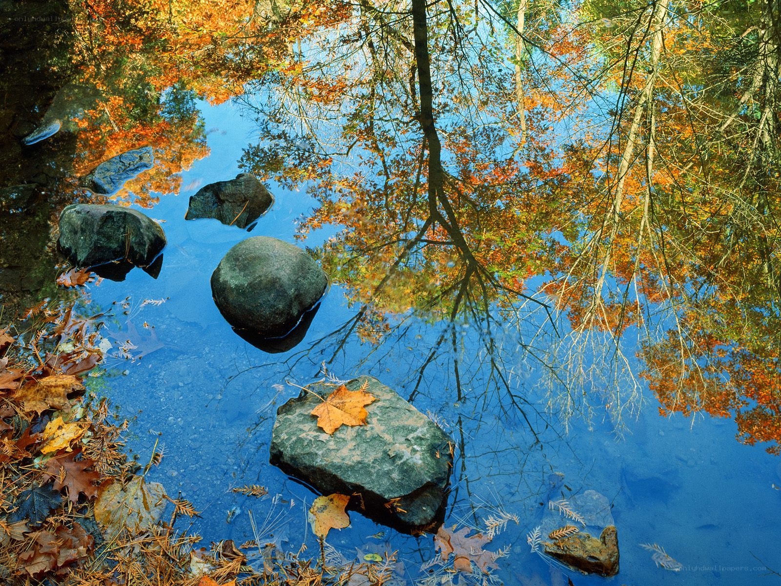 Autumn leaves reflected in a pond