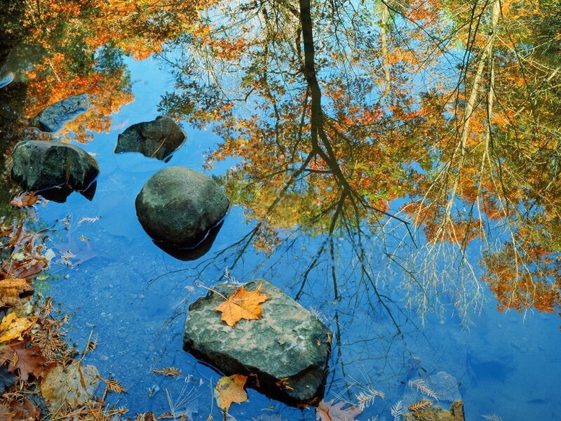 Autumn leaves reflected in a pond