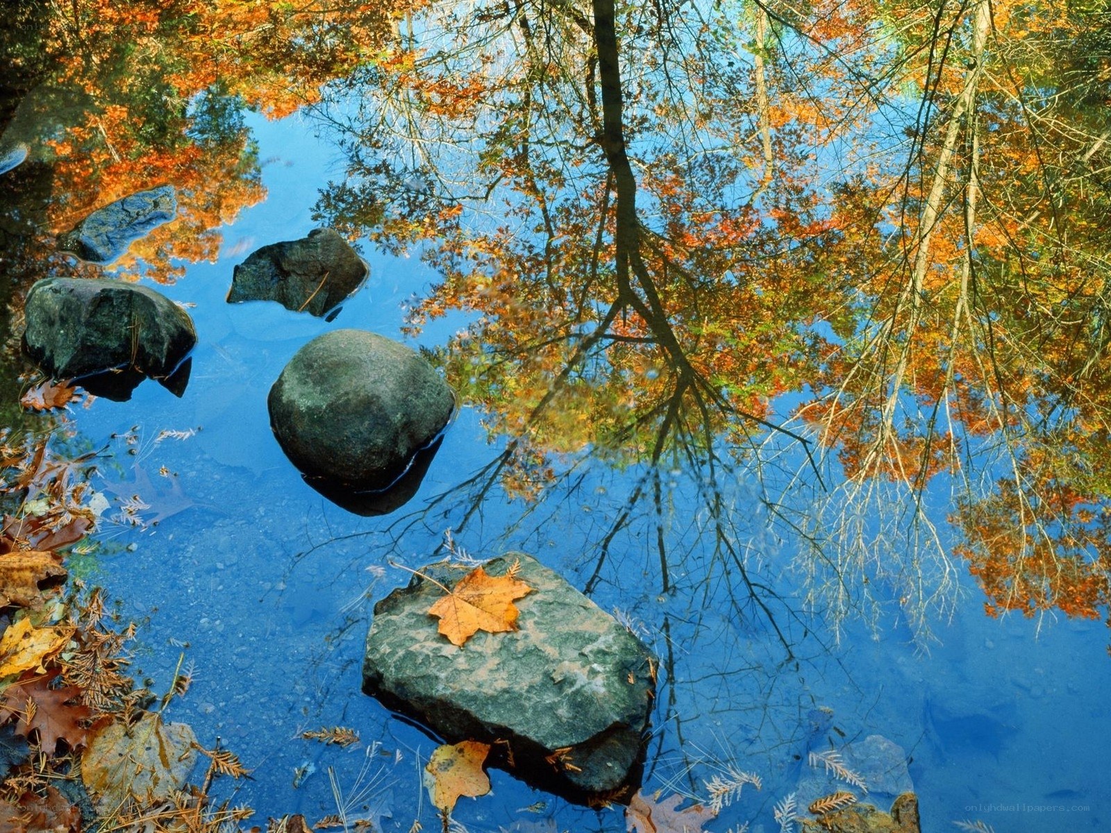 Autumn leaves reflected in a pond