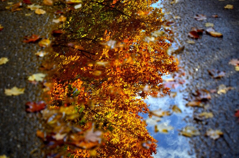 Autumn leaves reflected in a puddle