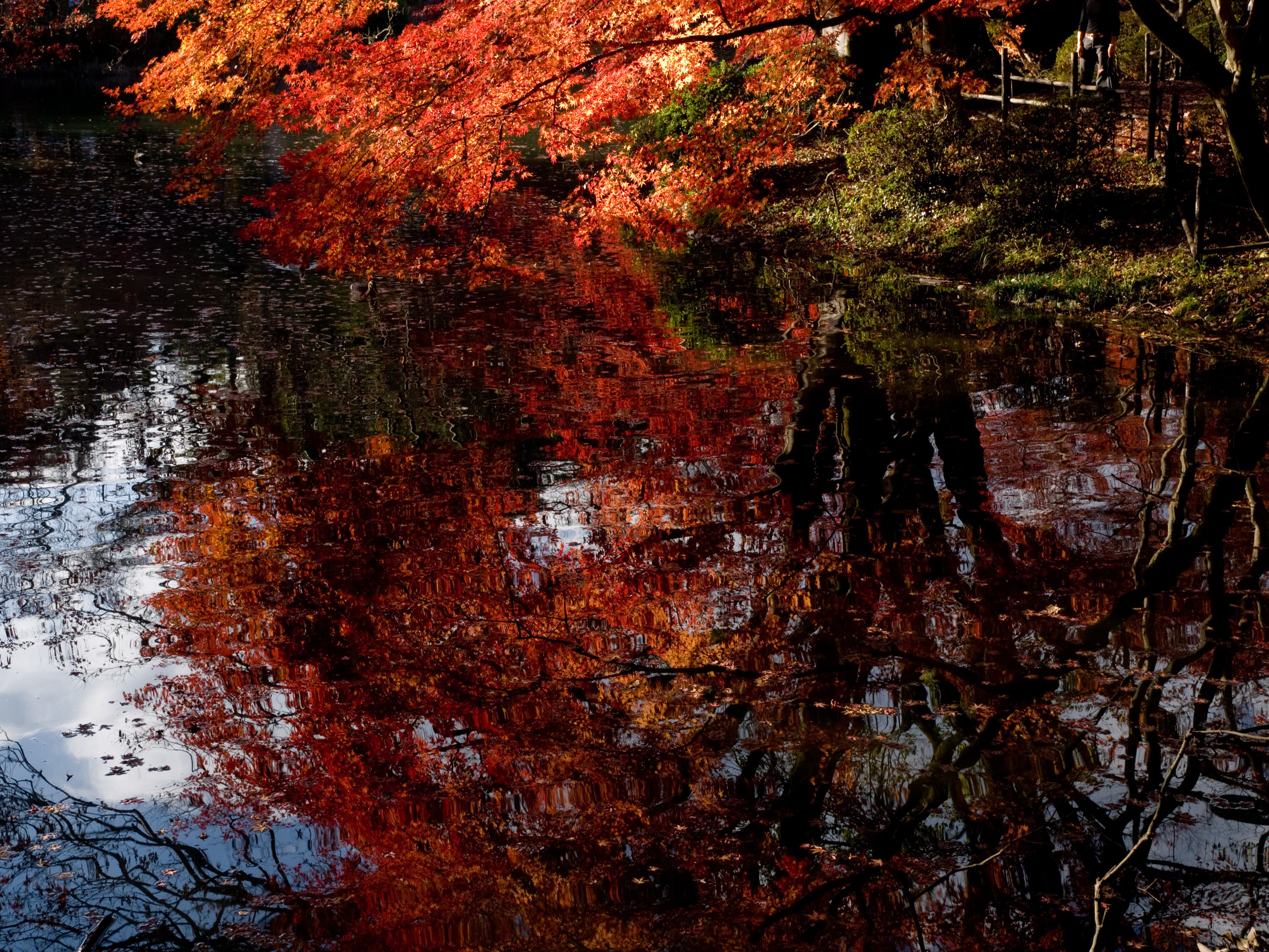 Autumn leaves reflected in water