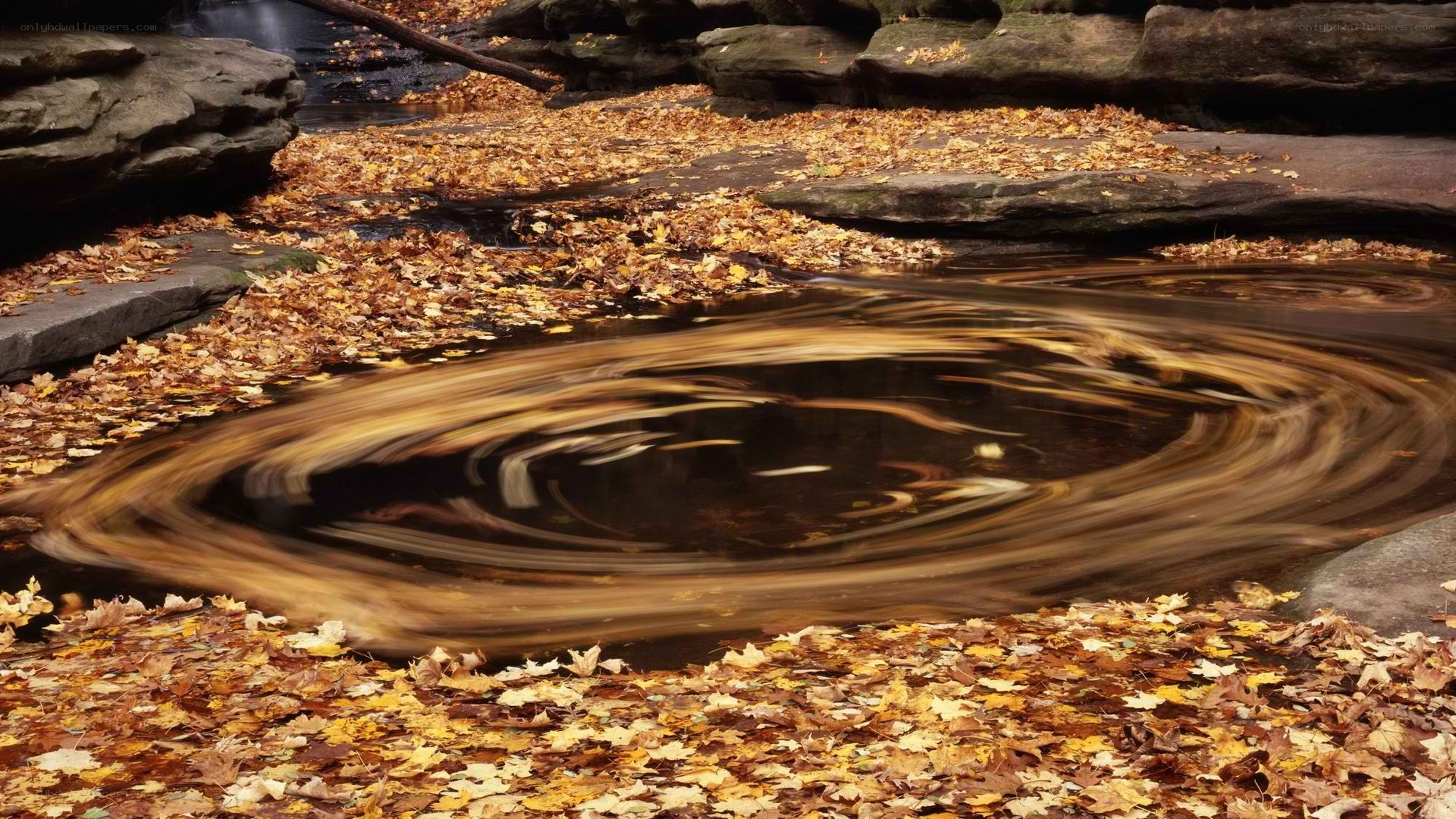 Autumn leaves swirl in a stream