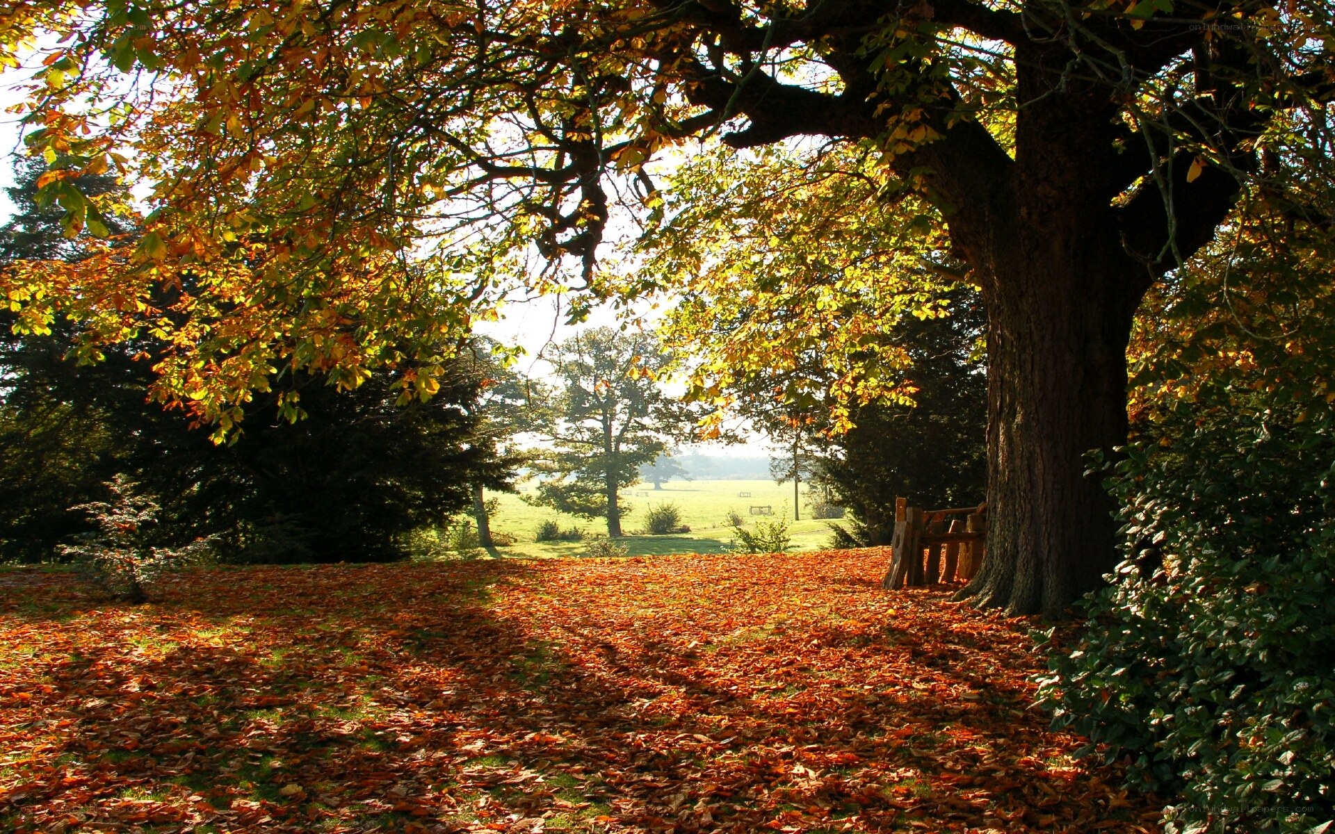 Autumn leaves under a large tree