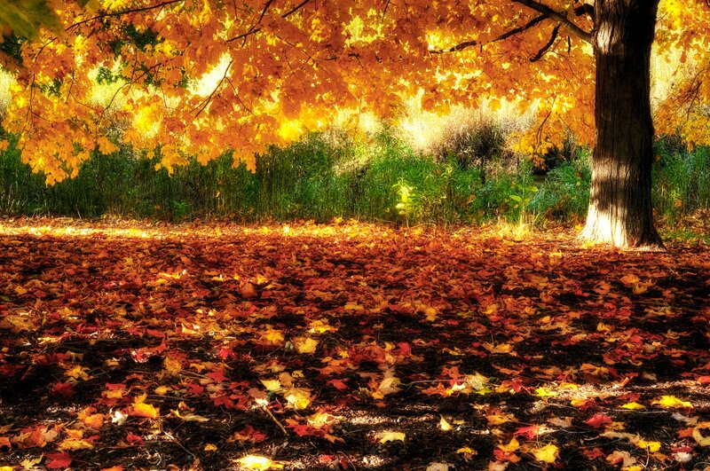Autumn leaves under a maple tree