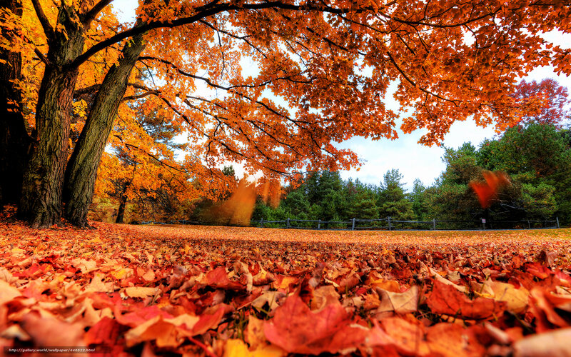 Autumn leaves under a tree