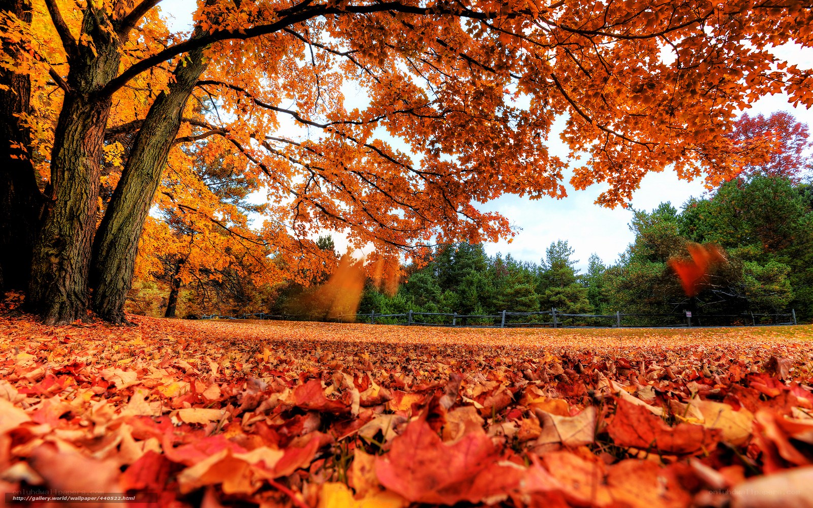 Autumn leaves under a tree