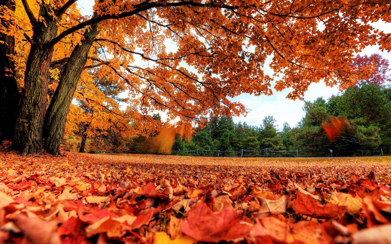 Autumn leaves under a tree