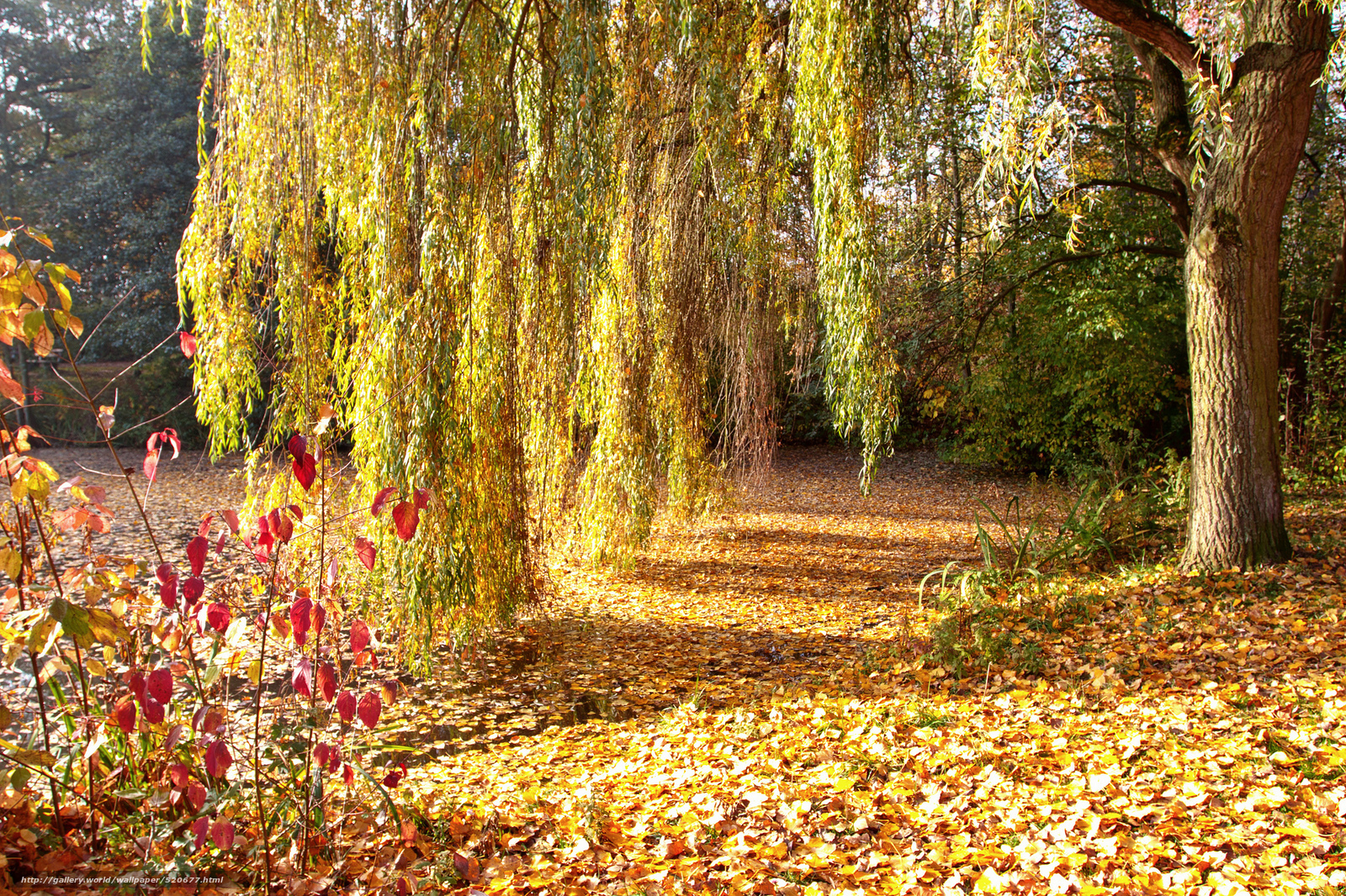 Autumn leaves under a willow tree
