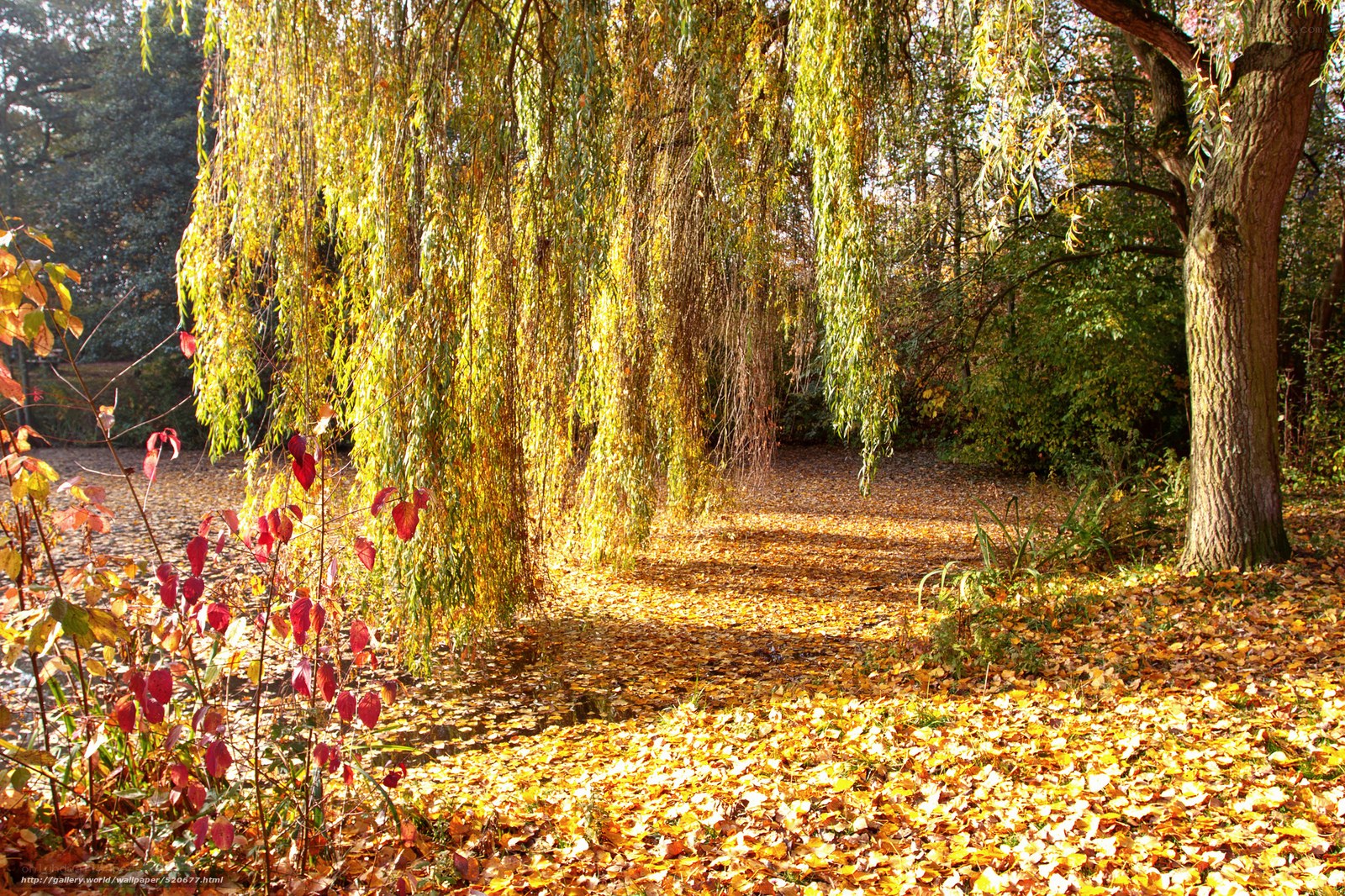 Autumn leaves under a willow tree