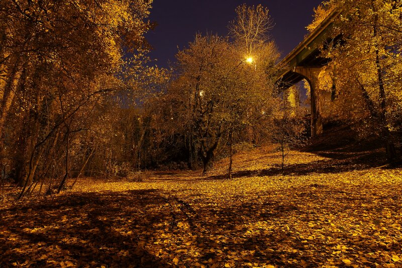 Autumn Leaves under Bridge