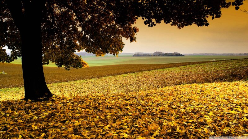 Autumn Leaves under Tree