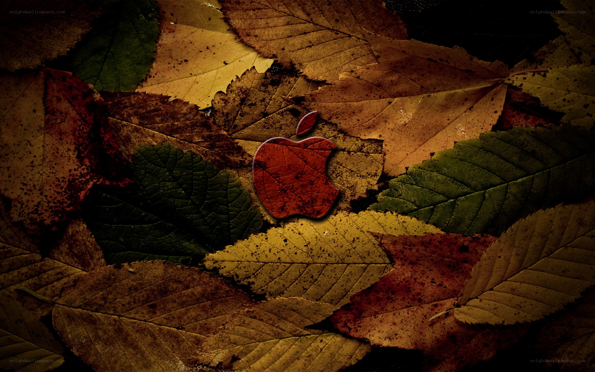 autumn leaves with apple logo