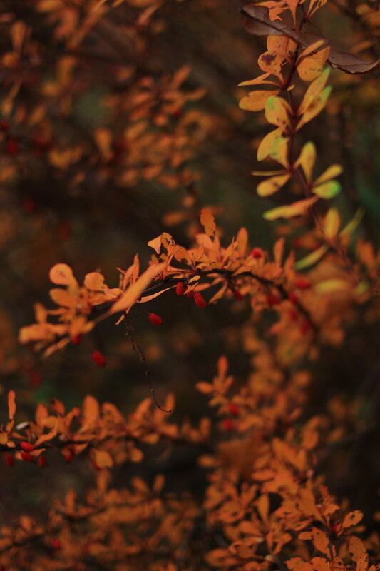 Autumn Leaves with Berries — Orange