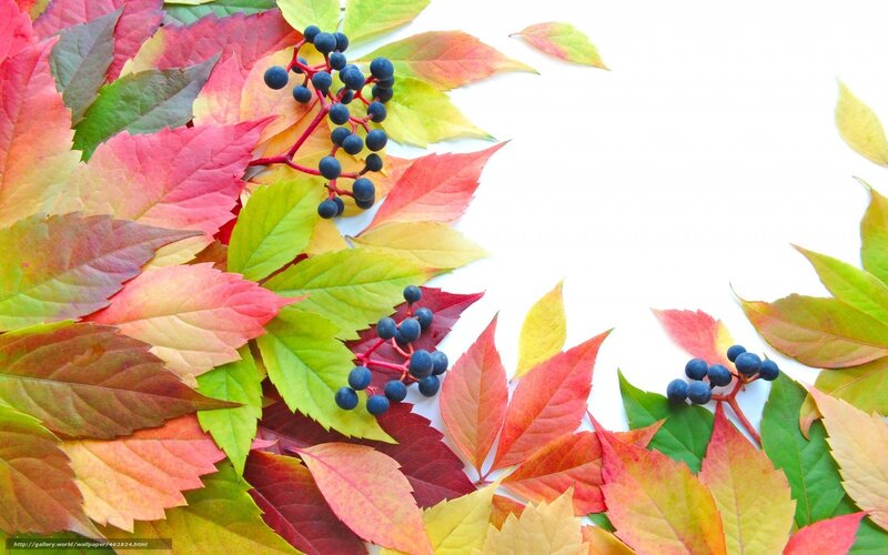 autumn leaves with berries