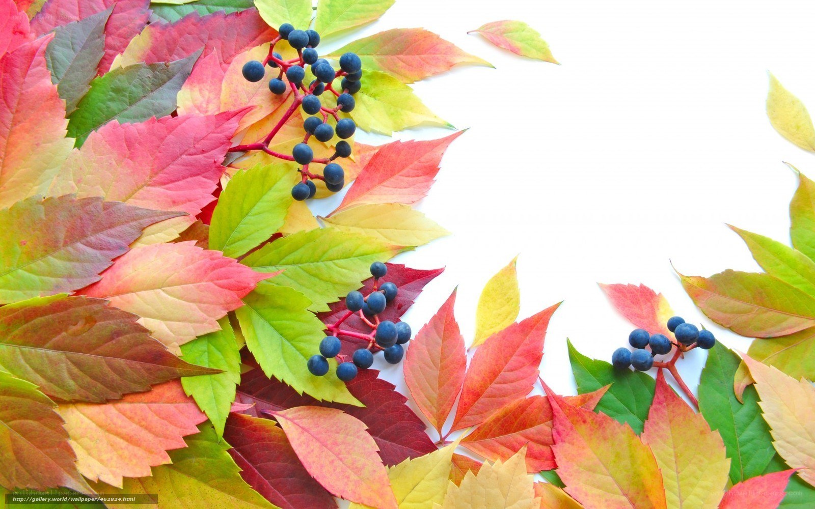 autumn leaves with berries
