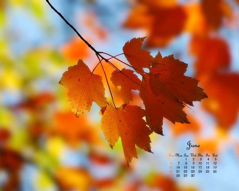 Autumn leaves with calendar