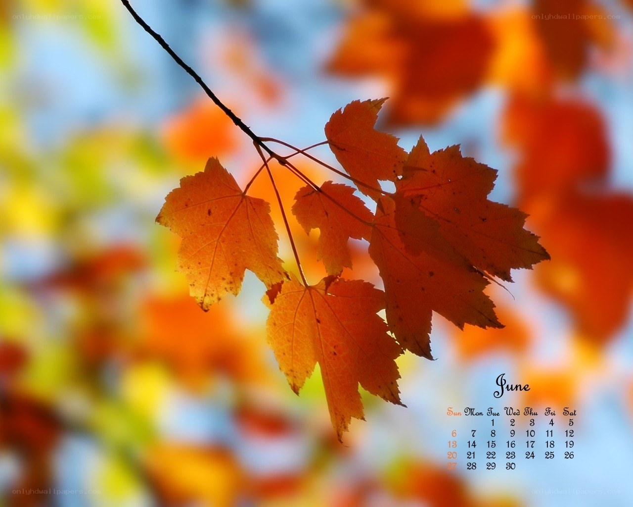 Autumn leaves with calendar