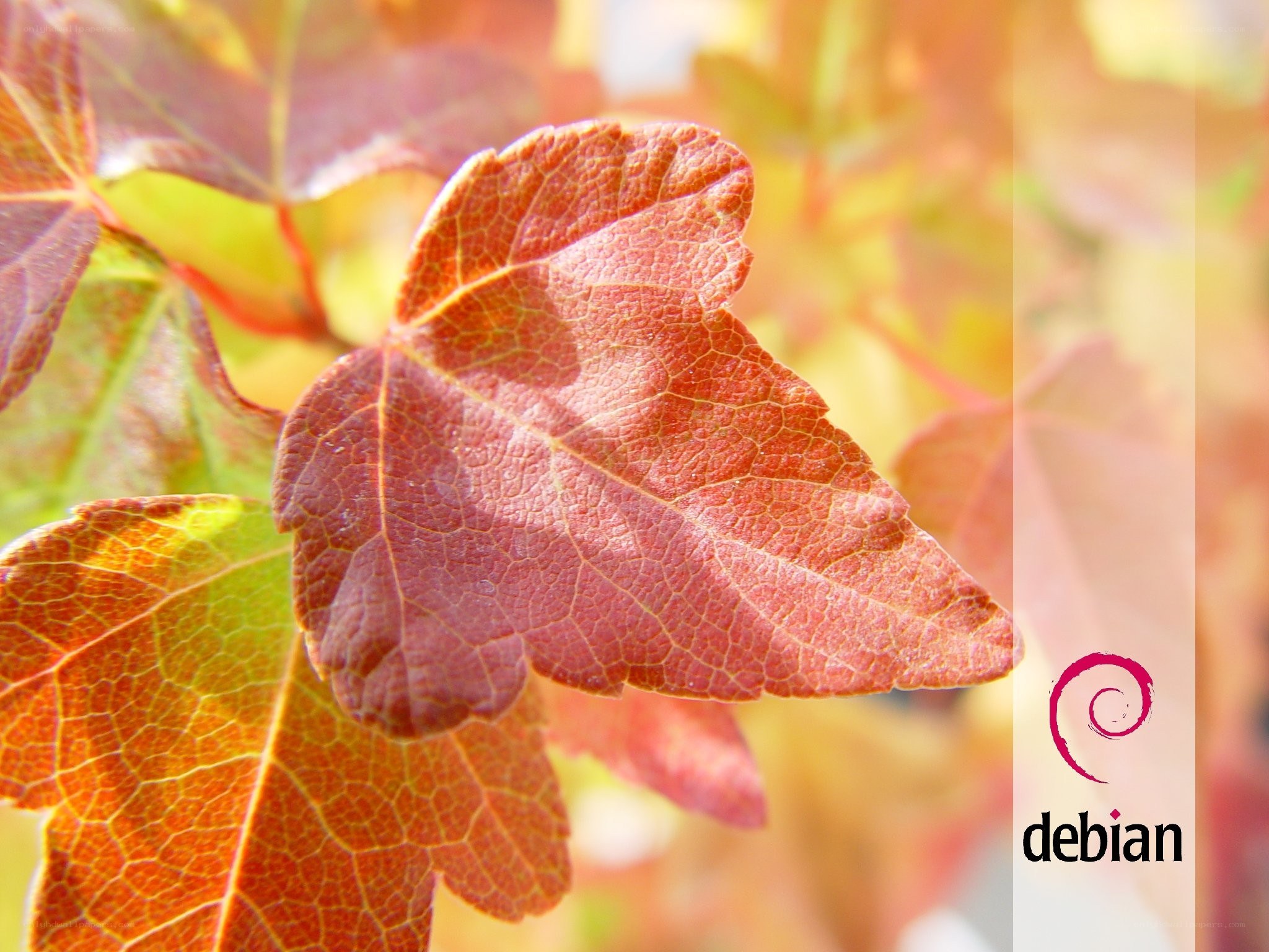 Autumn leaves with Debian logo