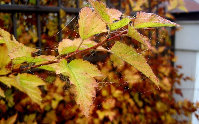 Autumn leaves with dew and spiderwebs