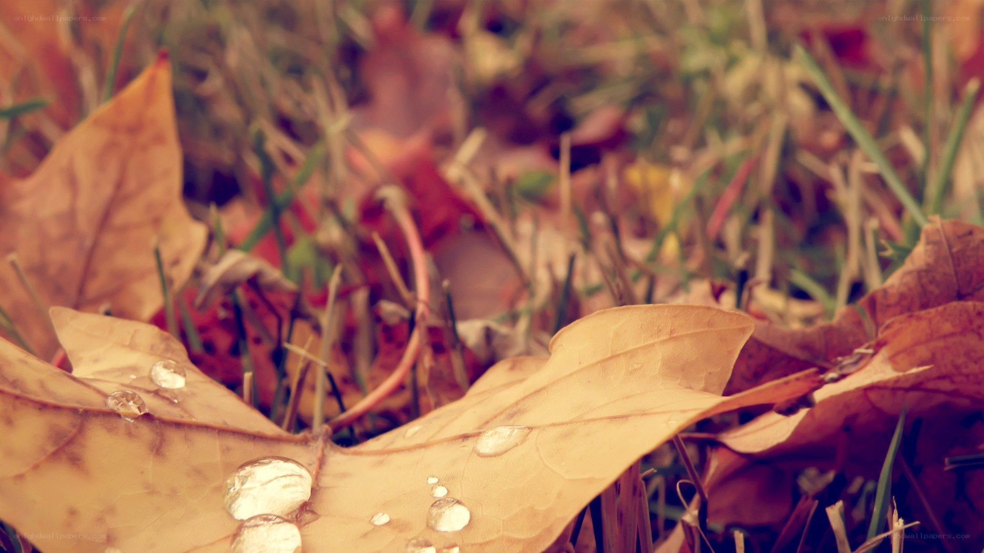 Autumn leaves with dew drops
