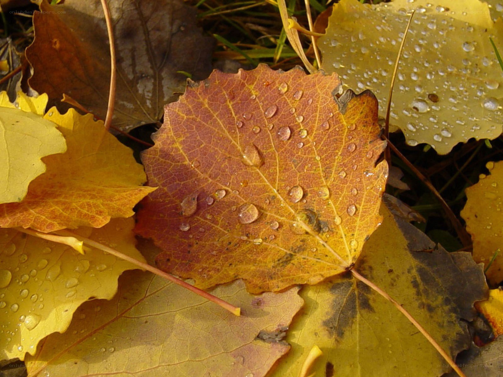 Autumn leaves with dew drops