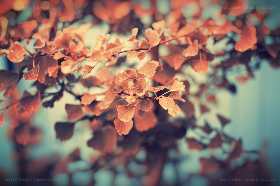 Autumn leaves with dew drops