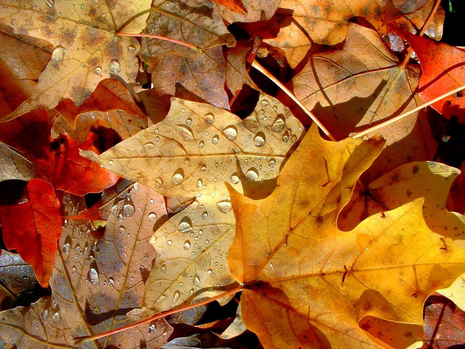 Autumn leaves with dew drops