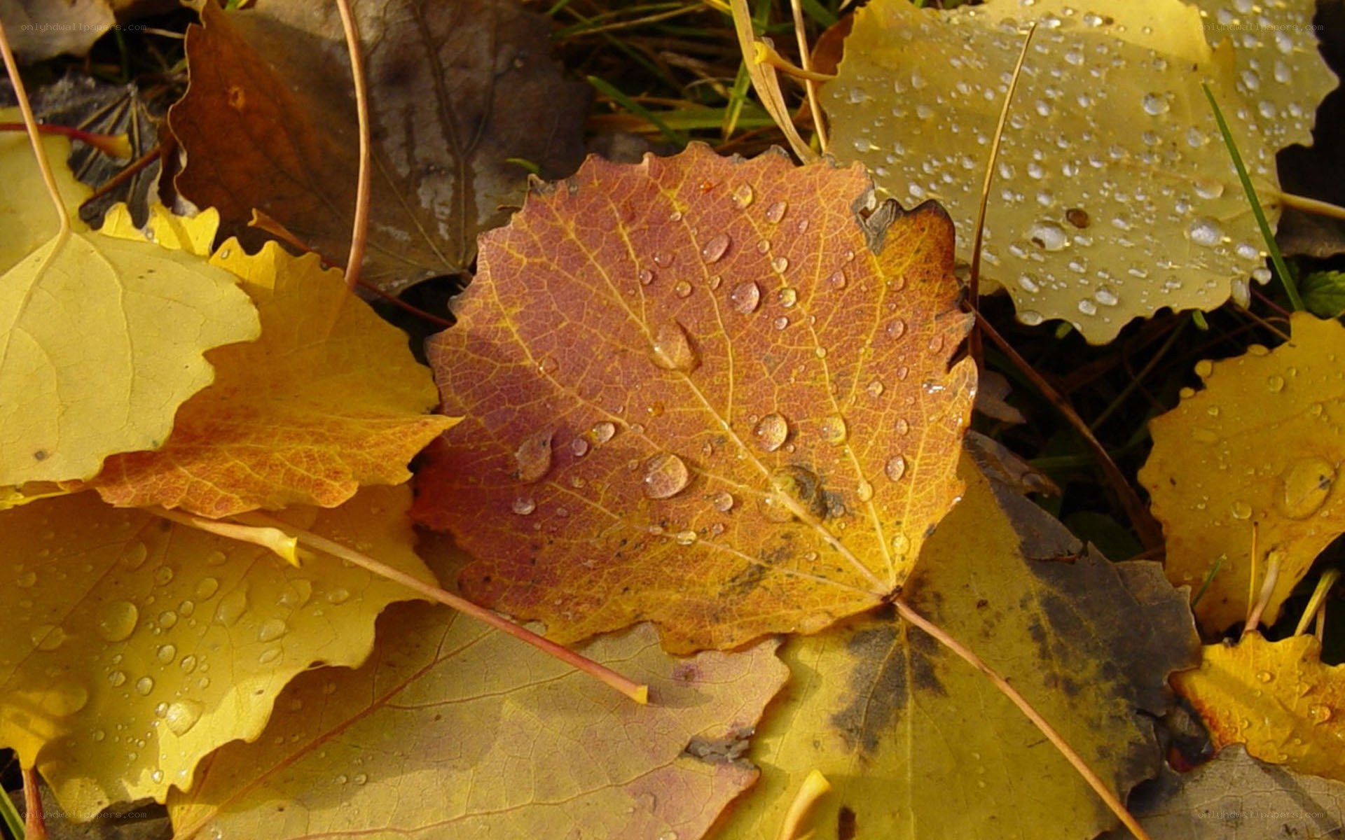 Autumn leaves with dew drops