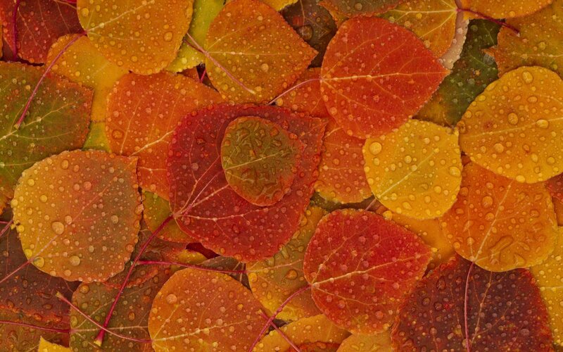 Autumn Leaves with Dew — Red, Calm