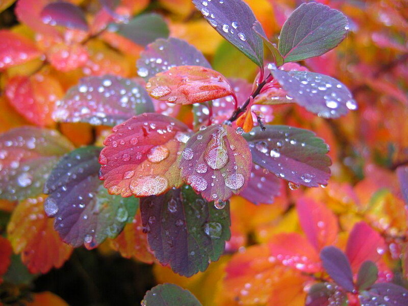 Autumn Leaves with Dew — Red, Serene