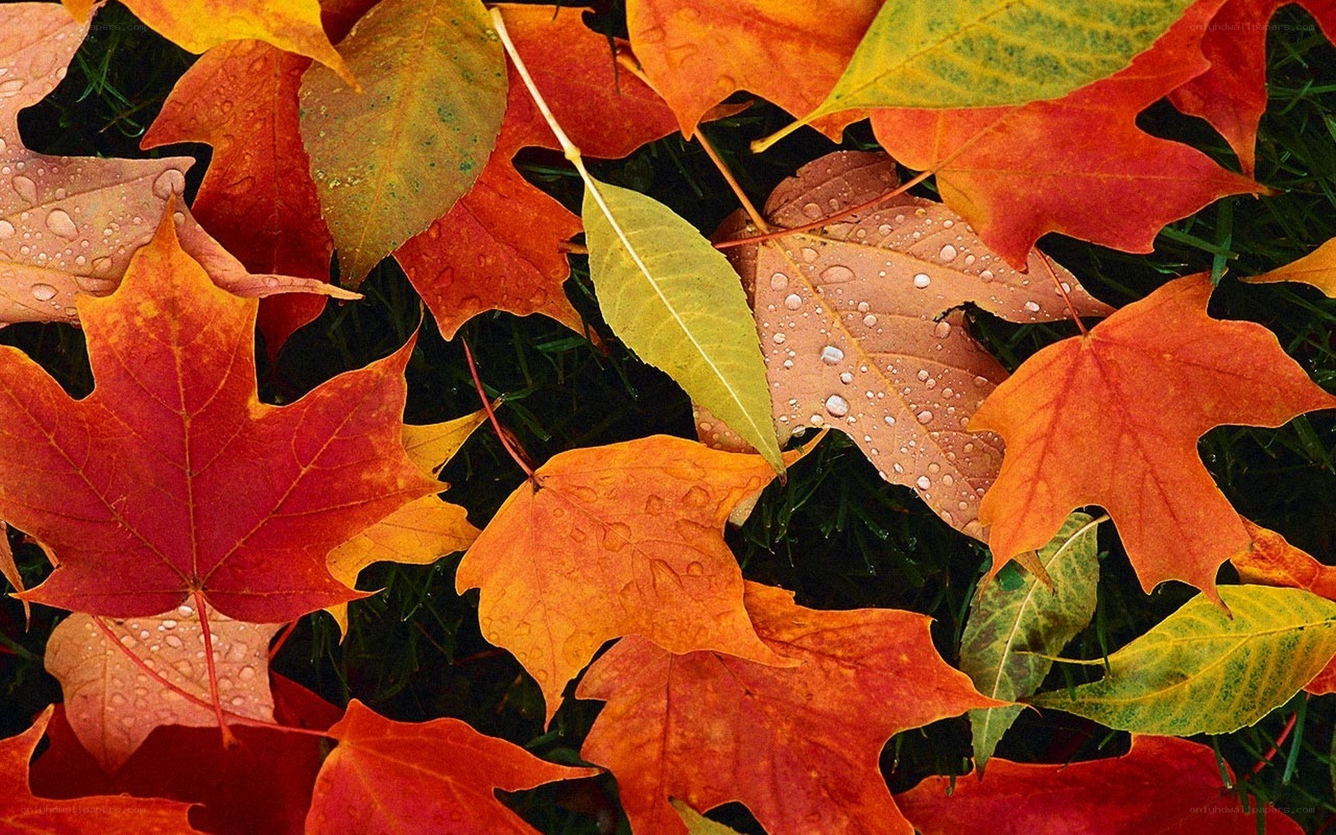 autumn leaves with dew