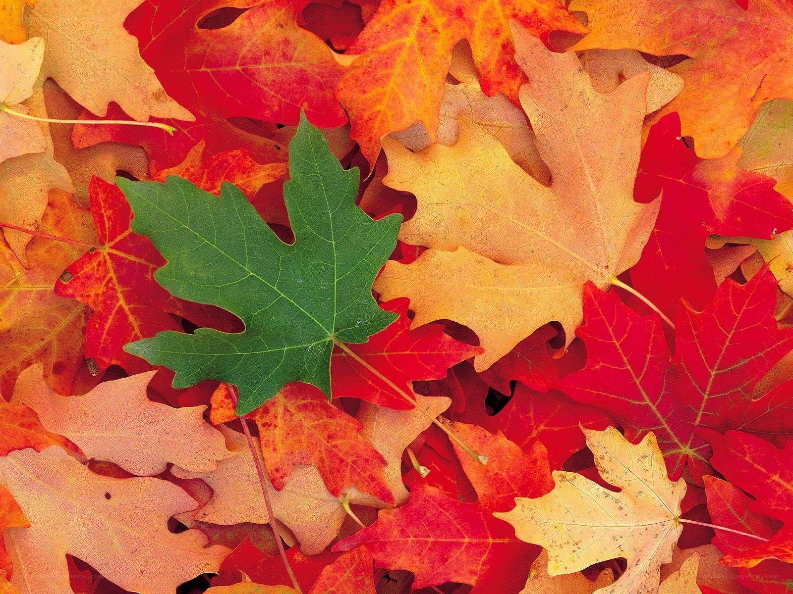 autumn leaves with green leaf