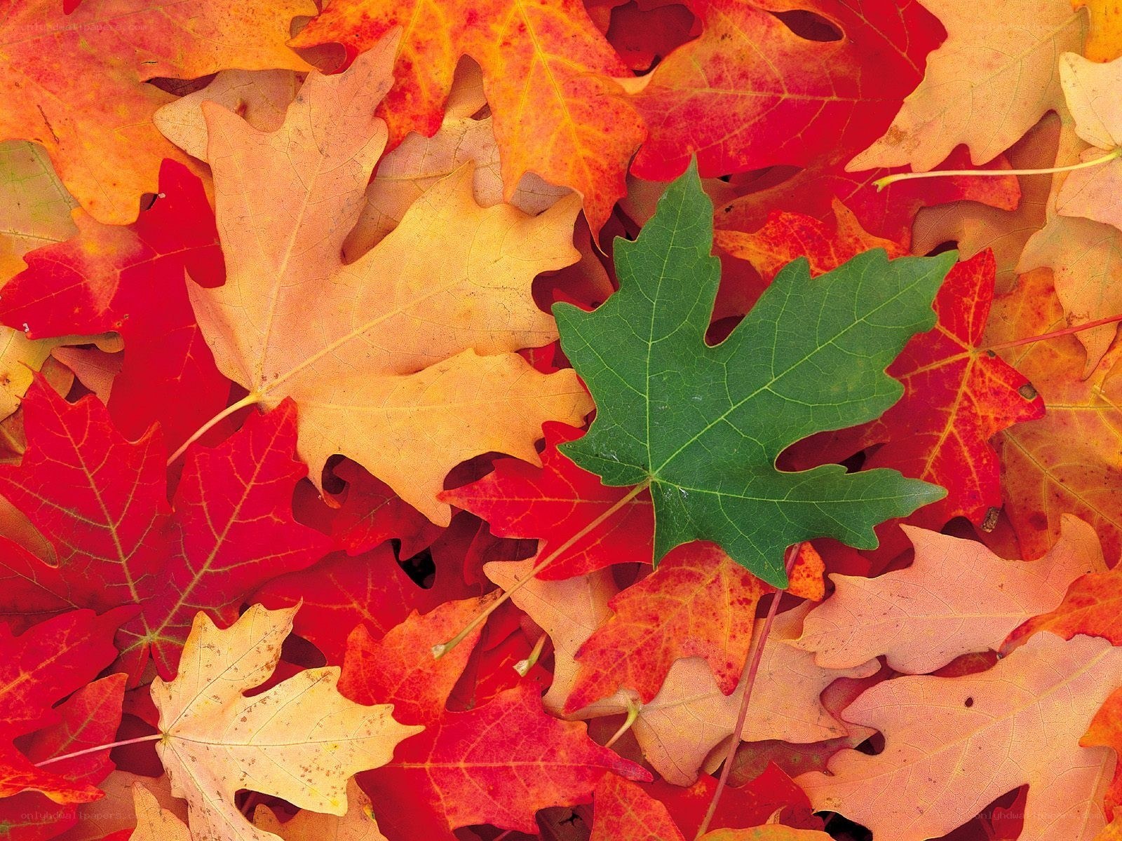 autumn leaves with green leaf