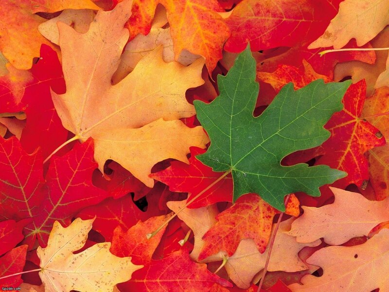 autumn leaves with green maple leaf